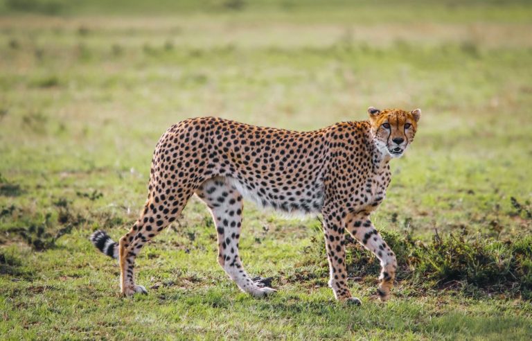Cheetah