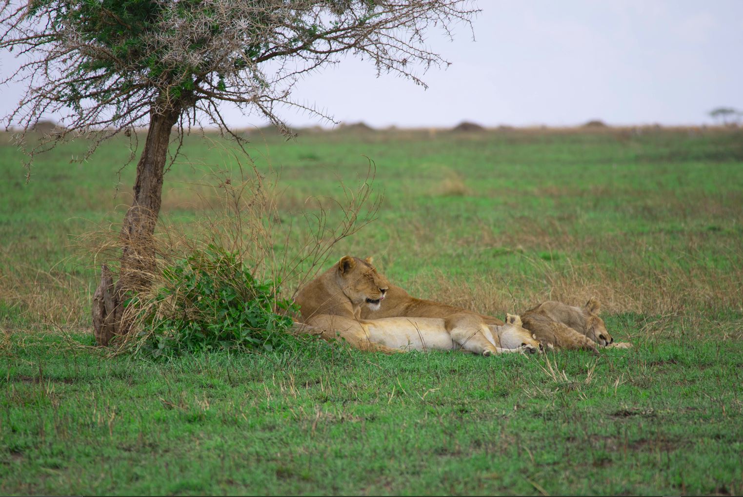 Mikumi National Park Safari