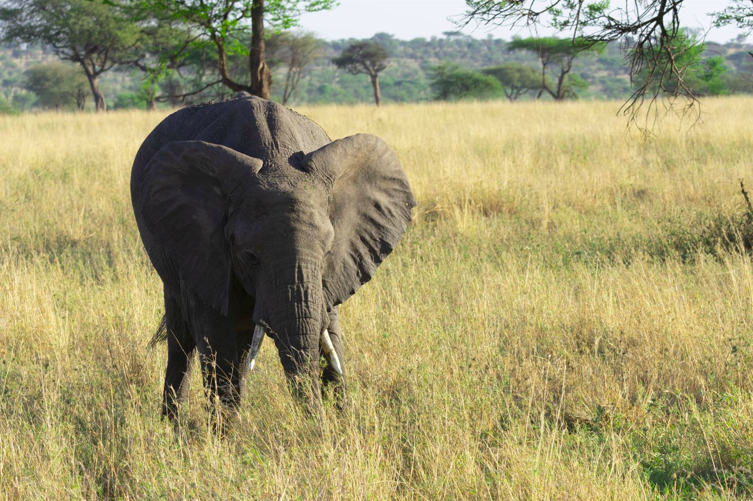 Tarangire National Park Safari