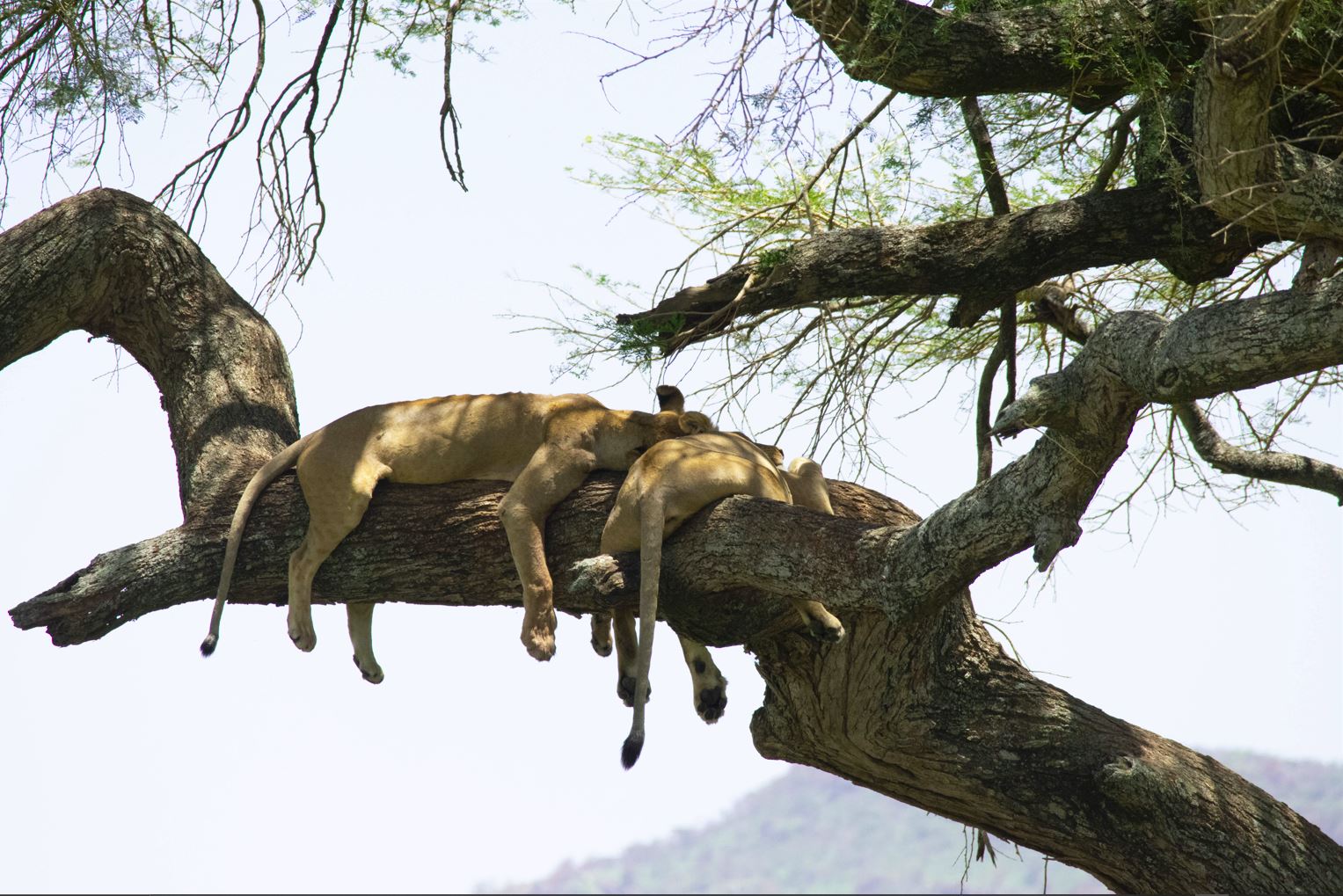 Lake Manyara National Park