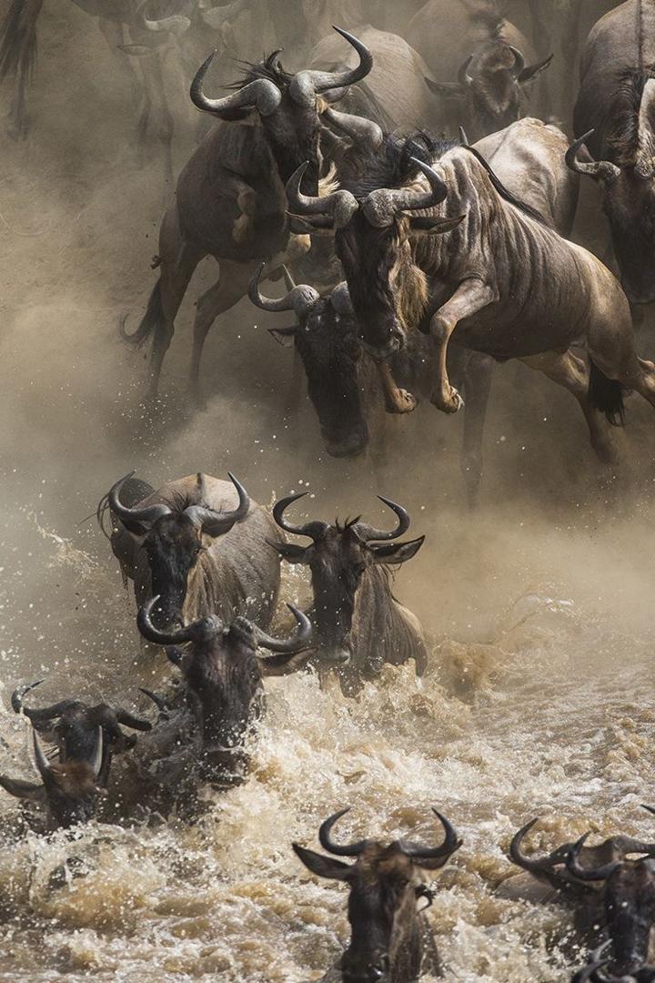 Tanzania Safari Tours and Wildlife Adventures